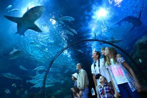 parc attraction Le Loro Parque Tenerife