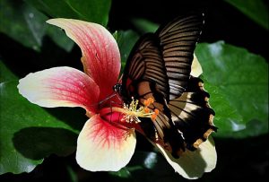 Butterfly Park d'Empuriabrava