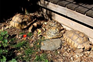 le centre de reproduction des tortues de l’Albera à llanca