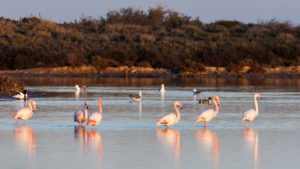 Salinas de San Pedro del Pinatar paysages naturels Murcie