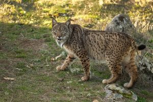lynx ibérique
