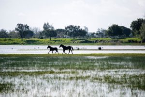 Parc national de Doñana, Huelva