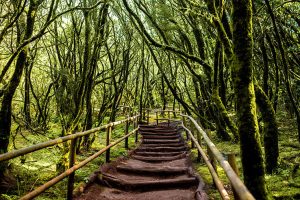 Parc national de Garajonay