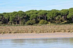Le parc naturel Doñana