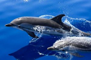 les dauphins et les baleines à lanzarote