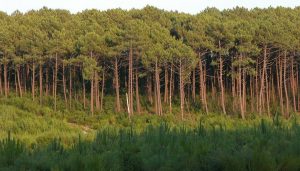 forêt des Landes