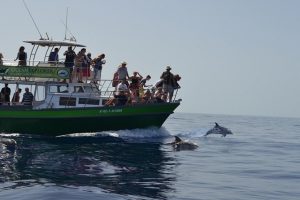 observer les dauphins