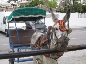 un âne-taxi à Mijas