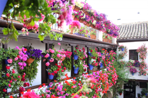 Participer aux conscour les Patios de cordoue