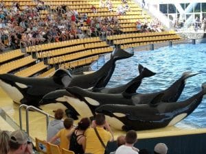 Loro Parque